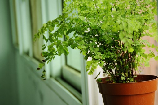 风水中应该如何布局助旺官运-旺财风水