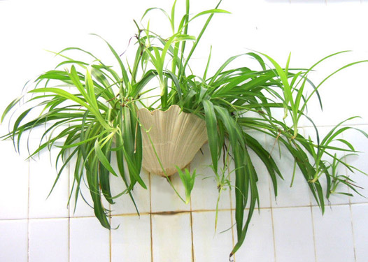 家里摆放什么植物聚财