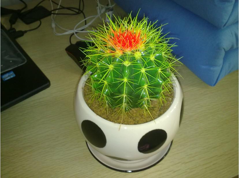 仙人掌防辐射防小人