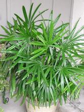 棕竹风水摆放知识